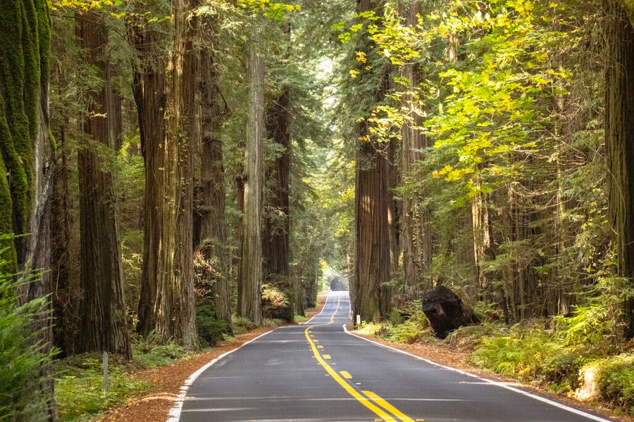 Redwood National Park