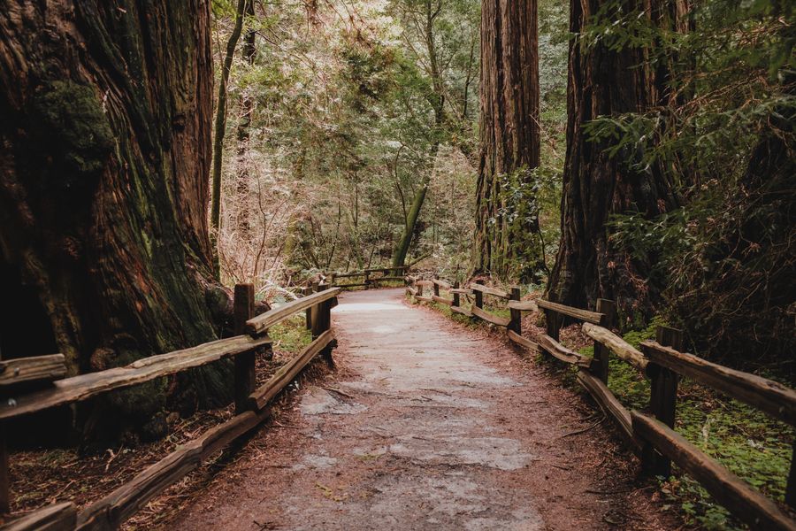 Redwood National Park